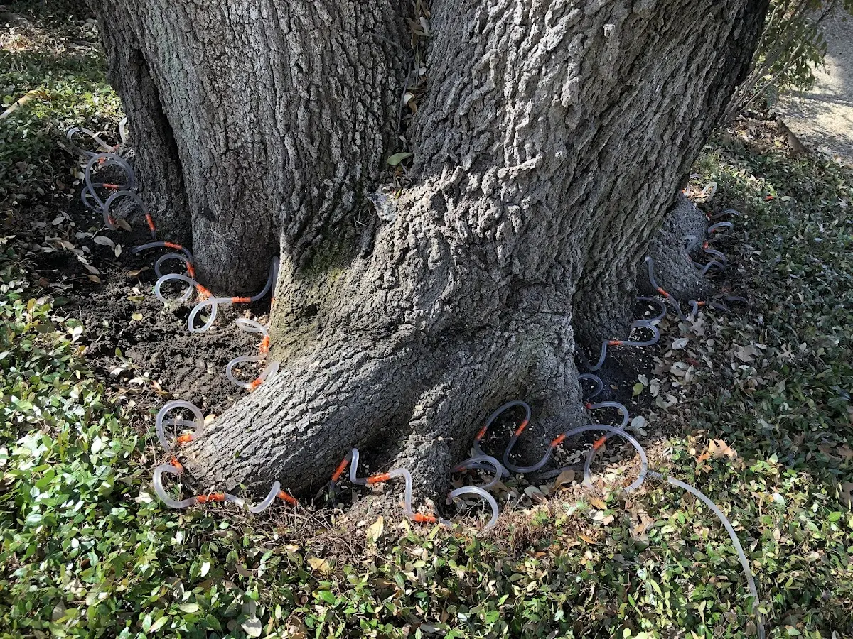 Detailed Tree Cabling and Bracing job site in Holicong