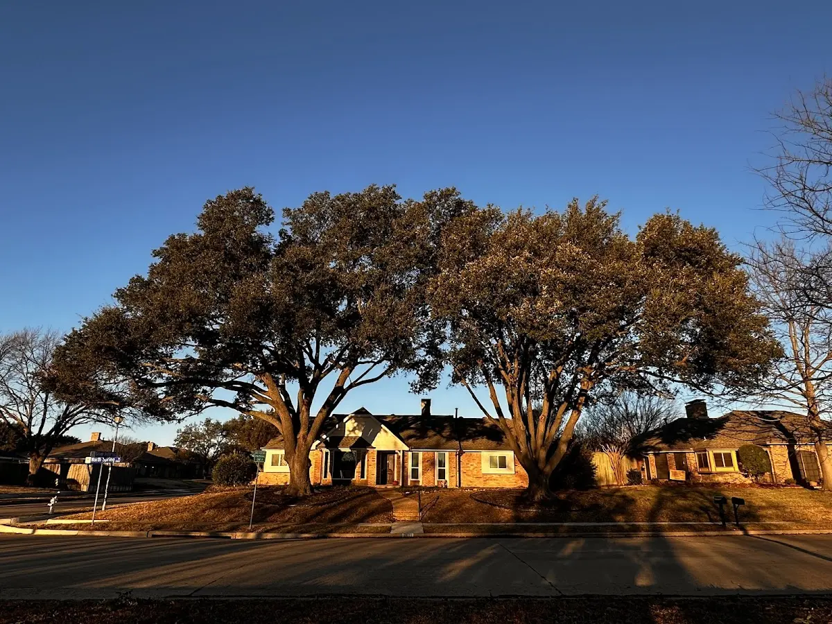 Established residential canopy tree shading a home in Holicong